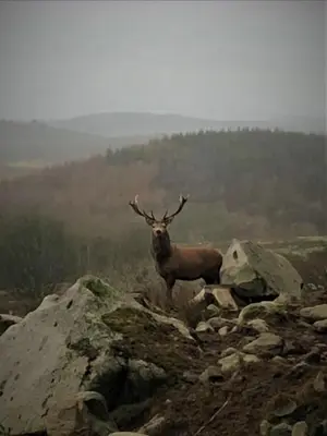 a deer with horns standing on top of a mountain at Southpark House in Dumfries
