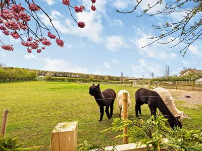 a group of three horses grazing in a field at 2 Bed in Cockermouth 94787 in Broughton Moor