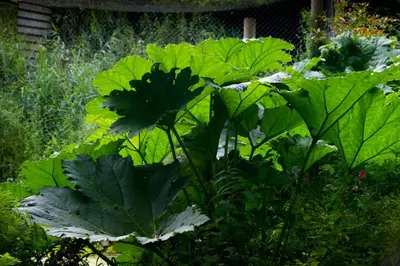a bunch of green plants in a garden at Bird Nest - dine with the eagles Private Retreat in Carlisle