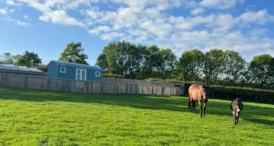 a horse and a baby horse walking in a field at Wee Shepherds Hut Maybole in Maybole