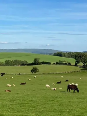 a herd of animals grazing in a green field at Wee Shepherds Hut Maybole in Maybole