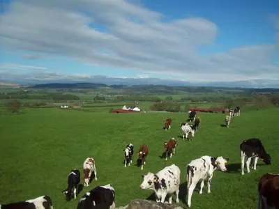 a herd of cows grazing in a green field at Beuchan Cottage Keir Mill in Closeburn