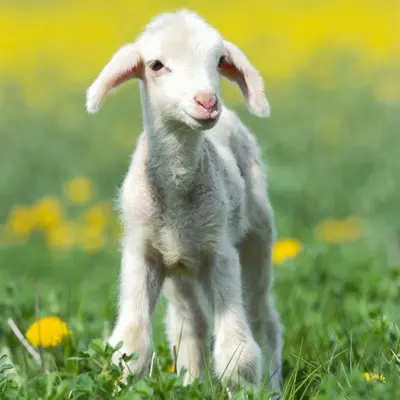 a baby lamb standing in a field of grass at Pheasant Lodge Scottish Borders in Carlisle
