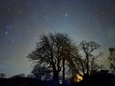 a starry night with trees in a field at Gilchristland Organic Farm Retreat in Closeburn