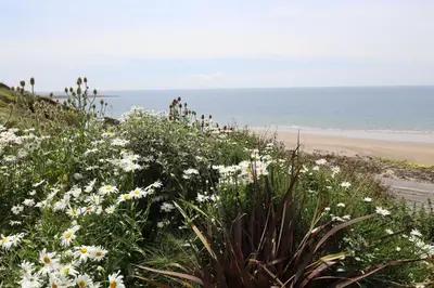 a field of flowers on the side of a beach at Tigh Samhradh in Monreith