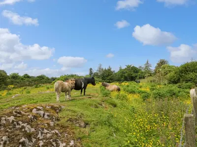 a group of horses standing on a grassy field at Glenisle in Dalbeattie