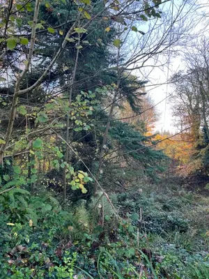 a group of trees and bushes in a field at The Ship Inn's Cabin in Gatehouse of Fleet