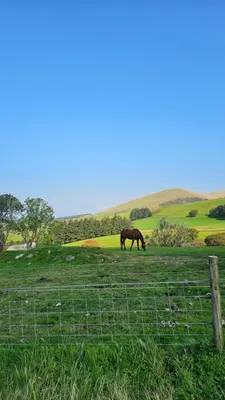 a horse grazing in a field behind a fence at The Lake District Caravan in Lamplugh