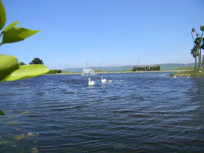 a group of swans swimming in a lake at Harbour Lights Guesthouse in Stranraer