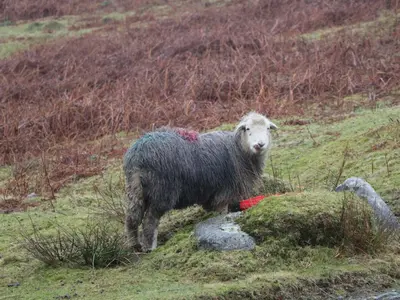 a sheep standing on a grassy hill with at Whitecroft Nook in Seascale
