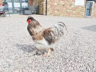 a rooster standing on a pile of rocks at John Collingwood Bruce Suite - Uk43558 in Bowness-on-Solway