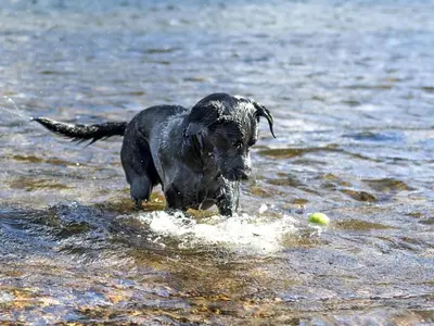 a black dog running through the water with a ball at 2 Bed in Keswick 95741 in Keswick