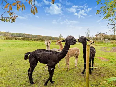 a group of ostriches standing behind a fence at 2 Bed in Cockermouth 95716 in Broughton Moor
