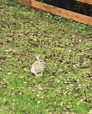 a small rabbit sitting in the grass next to a fence at Newsham Lodge in Ellonby