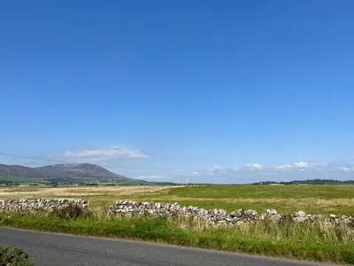 a herd of sheep in a field next to a road at Quare Place in Mainsriddle