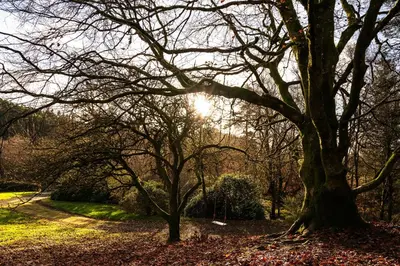 a tree in a park with the sun shining through it at Garlies Lodge in Bargrennan