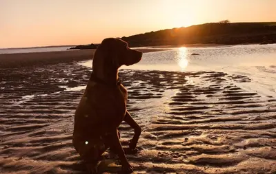a dog standing on the beach at sunset at Edenville Cottage in Gatehouse of Fleet