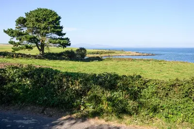 a tree on a hill next to the ocean at Ivy in Whithorn