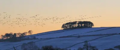 a flock of birds flying over a snow covered hill at Cosy wee cottage -modern, open plan, parking, EV in Glencaple