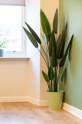 a plant in a green pot on the corner of a room at The Annick Suite No1 - Donnini Apartments in Irvine