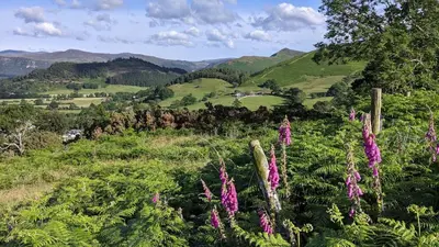 a view of a hill with purple flowers and mountains at Oakside Cottage Braithwaite in Braithwaite