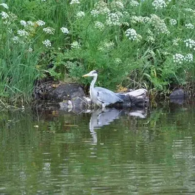 a bird standing on a log in the water at Creebank Cottage with river view in Newton Stewart