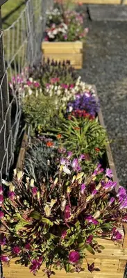 a display of flowers in a garden with purple flowers at Airyolland in Newton Stewart