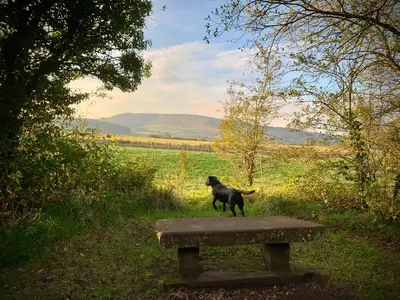 a dog standing on a bench in a field at Lilac Cottage - Fell views & walks from the door in Cleator Moor