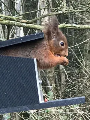 a squirrel sitting on top of a solar panel at Fig Tree Lodge in Ellonby