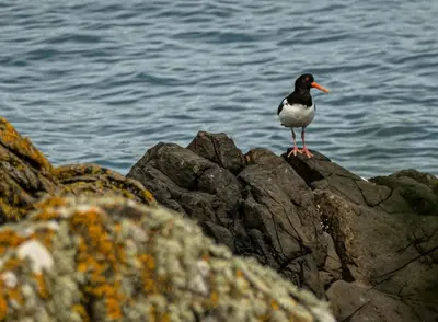a bird standing on a rock near the water at Harbour view retreat in Isle of Whithorn