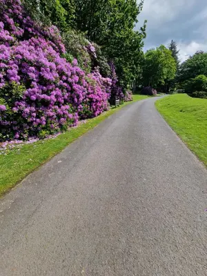 a road with purple flowers on the side of it at Forest Valley Holiday Home in Ballantrae