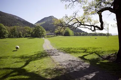 a sheep grazing in a green field with a dirt road at Sandhills Farm in Bassenthwaite