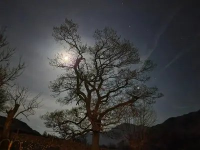 a tree at night with the moon behind it at Blea Tarn Farmhouse B&B in Ambleside