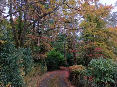 a dirt road in the middle of a forest at Catbells Sunrise Cottage Borrowdale Lake District in Keswick