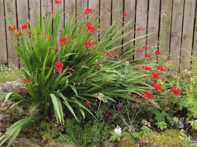 a garden with red flowers in front of a fence at The Old Dairy in Lochfoot