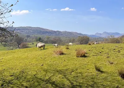 a herd of sheep grazing in a grassy field at Unique schoolhouse in the peaceful Western Lakes in Bootle