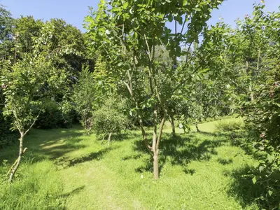 a row of apple trees in an orchard at Nithbank Cottage in Thornhill