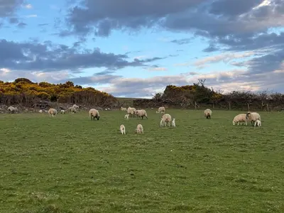 a herd of sheep grazing in a field at Ballavelt in Isle of Man