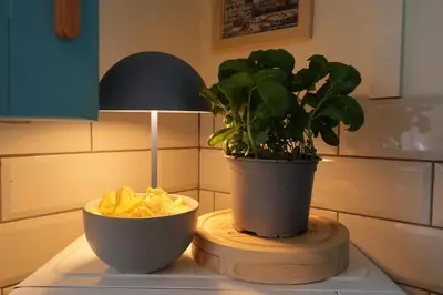 a potted plant on a counter with a bowl of chips at The Biscuit Box Ideal For Couples Or Families in Low Hesket