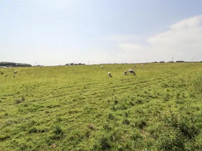 a herd of sheep grazing in a green field at 10 Keekle Terrace in Cleator Moor