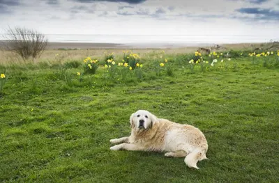 a white dog laying in the grass in a field at Shoreside in Powfoot