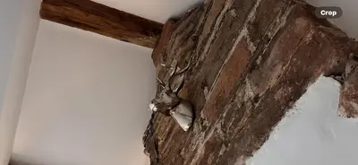 a bird hanging on a wall at Charming cosy cottage near the Lake District in Penrith