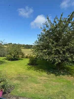 a tree in the middle of a field at Lower Milntown Farm in Ramsey