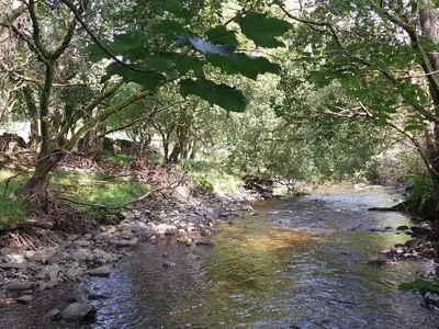 a stream with trees and rocks in a forest at Shepherd's Hut Harmony at A Therapeutic Space in Moniaive