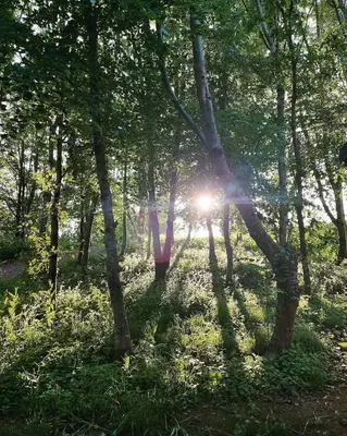 a forest with the sun shining through the trees at Ty Cwtch Cabin - secluded woodland cabin & covered hot tub in Moffat