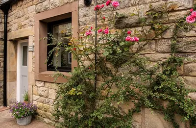 a bush of pink roses growing on the side of a building at 1 Bed in Uldale oc-g34032 in Uldale