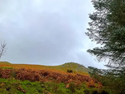 a grassy hill with trees on top of it at 5 Bed in Wigton oc-b34111 in Caldbeck