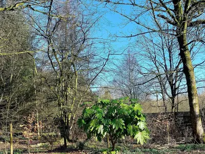 a group of trees in a field with a fence at The Coach House- Canonbie in Canonbie