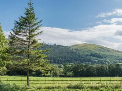 a tree in a field with a hill in the background at 2 Bed in Cockermouth oc-sz431 in Bassenthwaite Lake