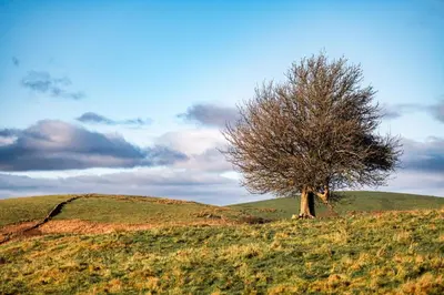 a tree sitting on top of a grassy hill at Craignair in Castle Douglas